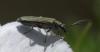 Oedemera sp.